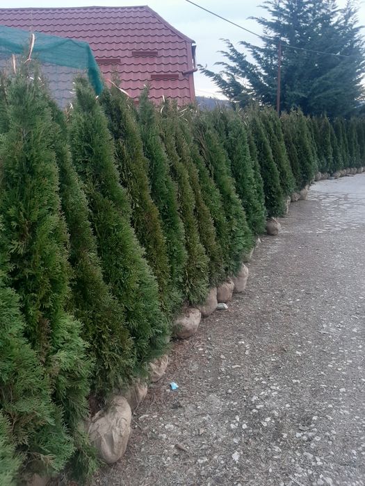 Tuia,leylandy brazi mesteacăn etc