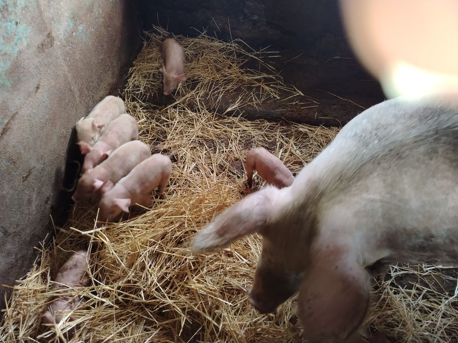 Поросята 2,4 дня