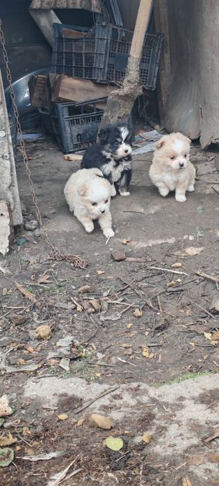 Cățelușul iubitori