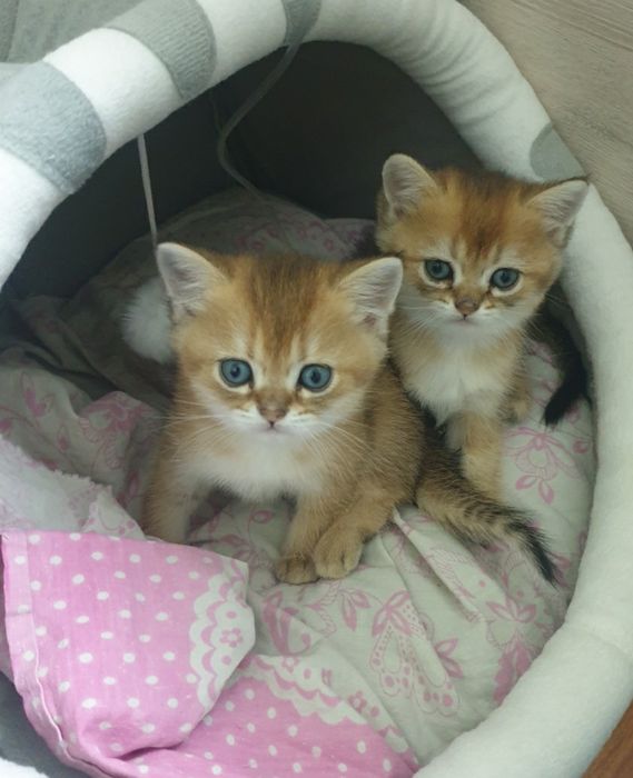 Продаются котята. Золотая шиншилла. Шотландские