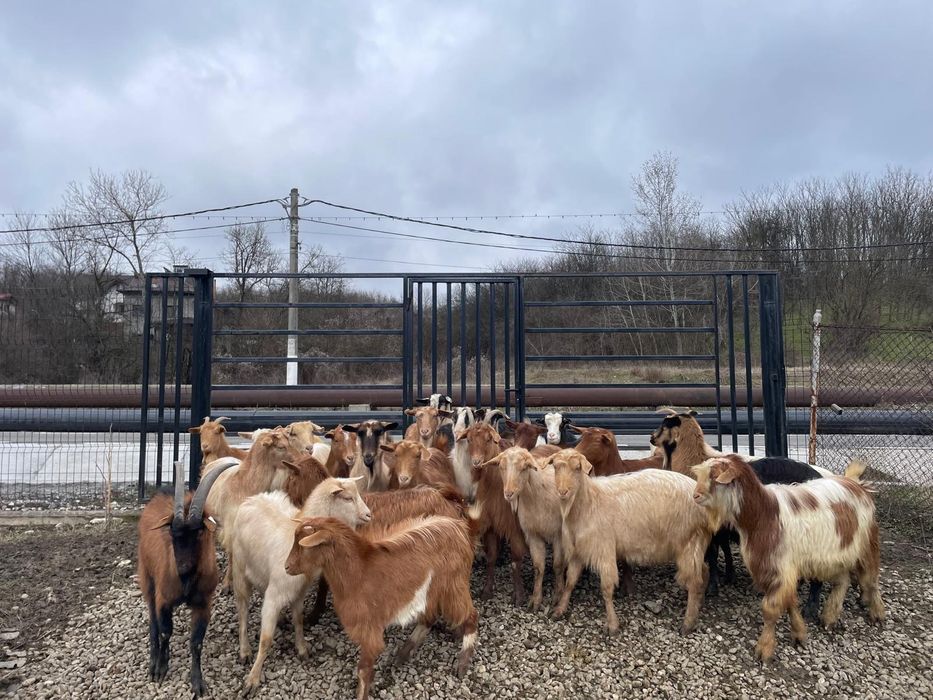 Vând capre gestante, tinere, de rasă – bune de lapte și prăsilă