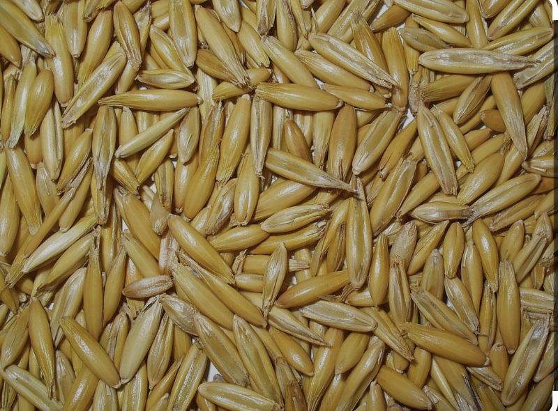 Sparceta, Iarba de Sudan, Trifoi, Mazariche, Ovaz, Iarba de Coasa