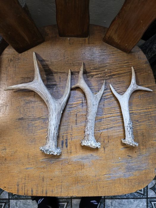 Рога от благороден елен