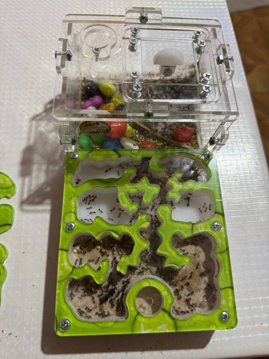 Муравьиная ферма