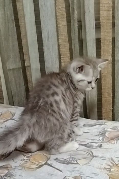 Скоттиш страйт. Девочка.