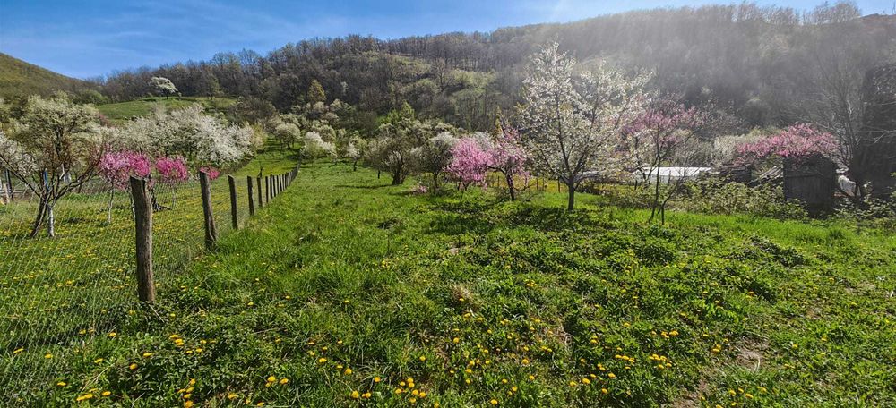 Casa si teren intravilan 3426mp la Poiana Galdei