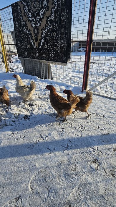 Продаю Ломан Браун