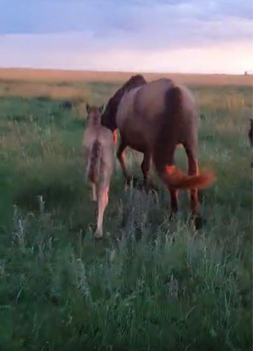 Құлынды бие, тай сатылады