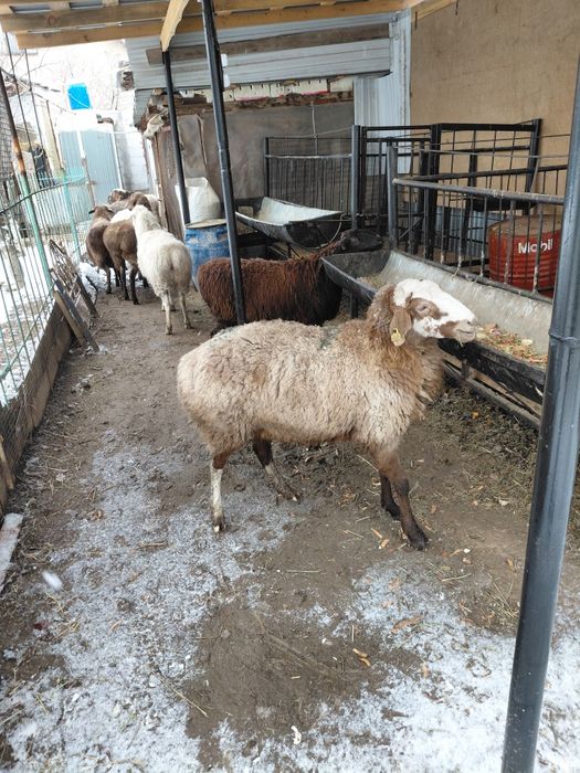 Кой. Токты сатылады