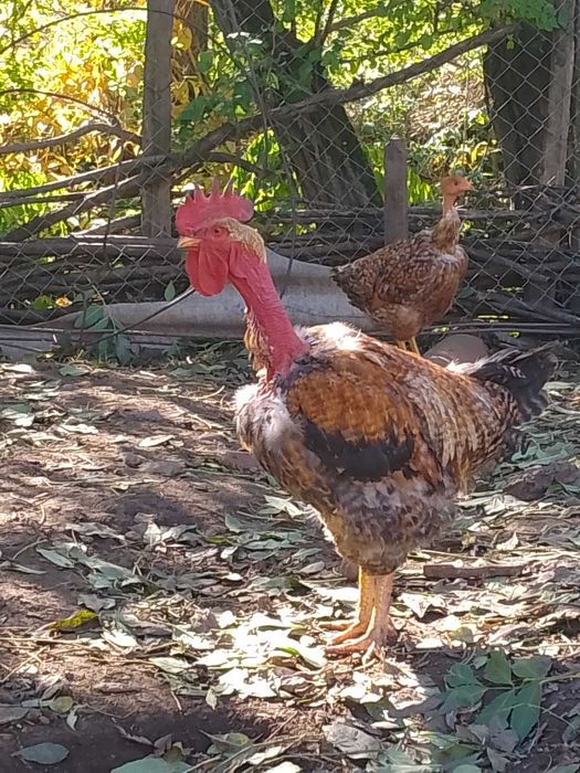 Vând cocos de anul trecut