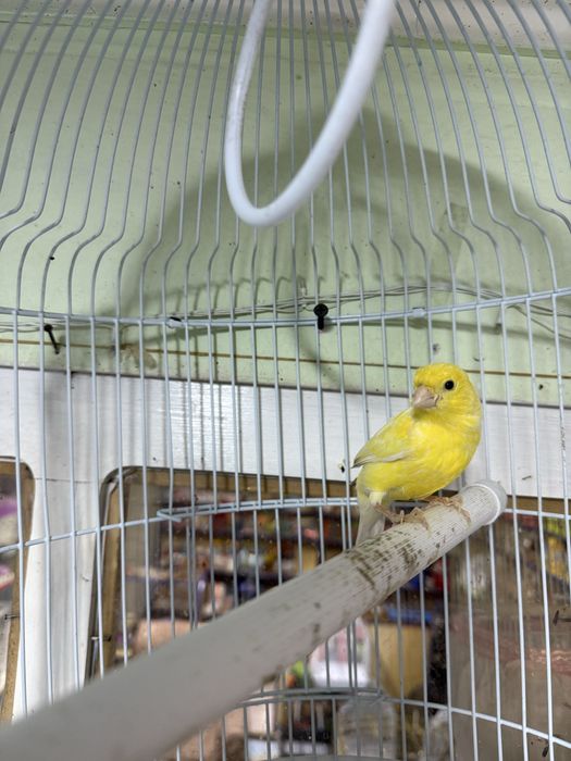 Канарейка. Пающый (Самка Самец)