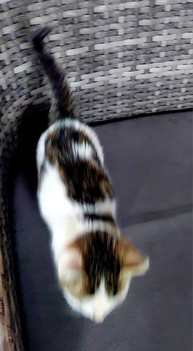Ласковый котик от крысоловки