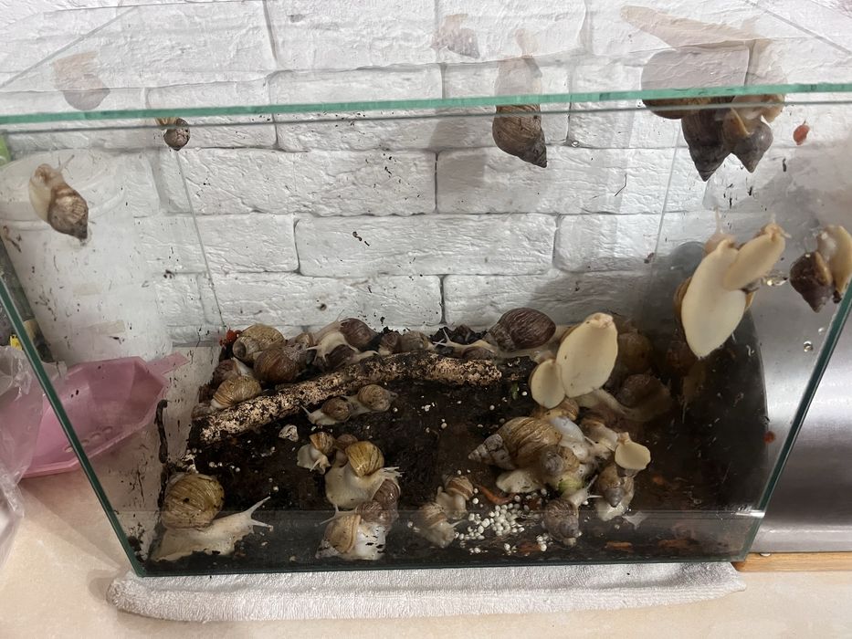 Омолаживающие улитки