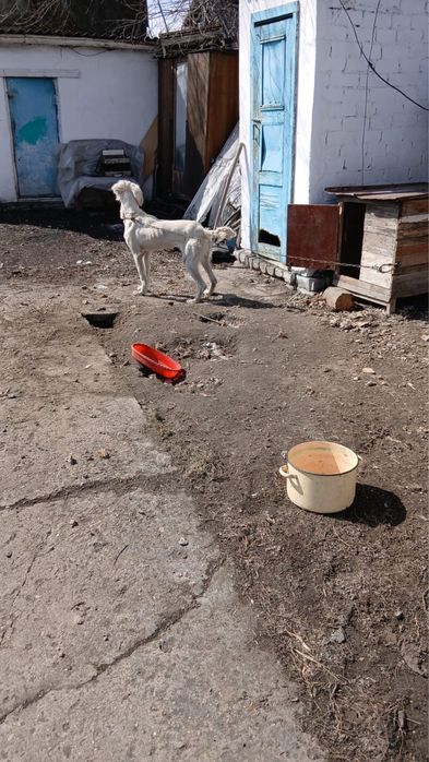 Ит күшік тазы породасы