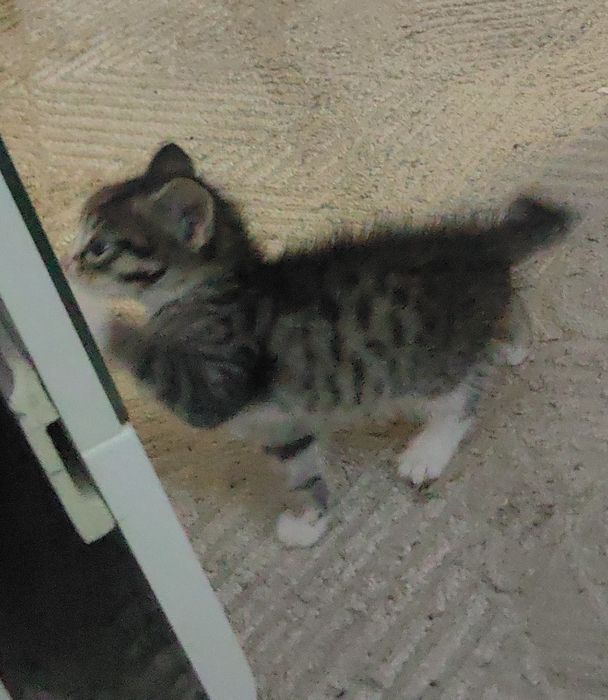 Бесплатно котята