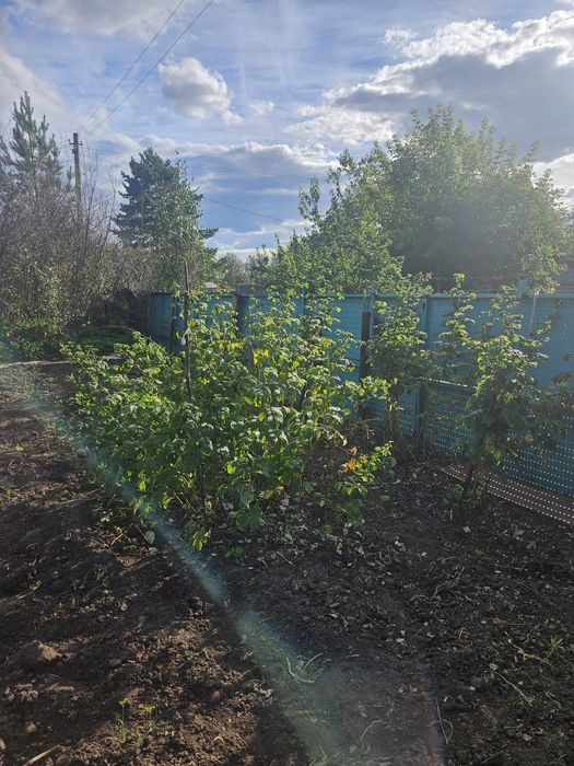 Продам дачу общество Черёмушки