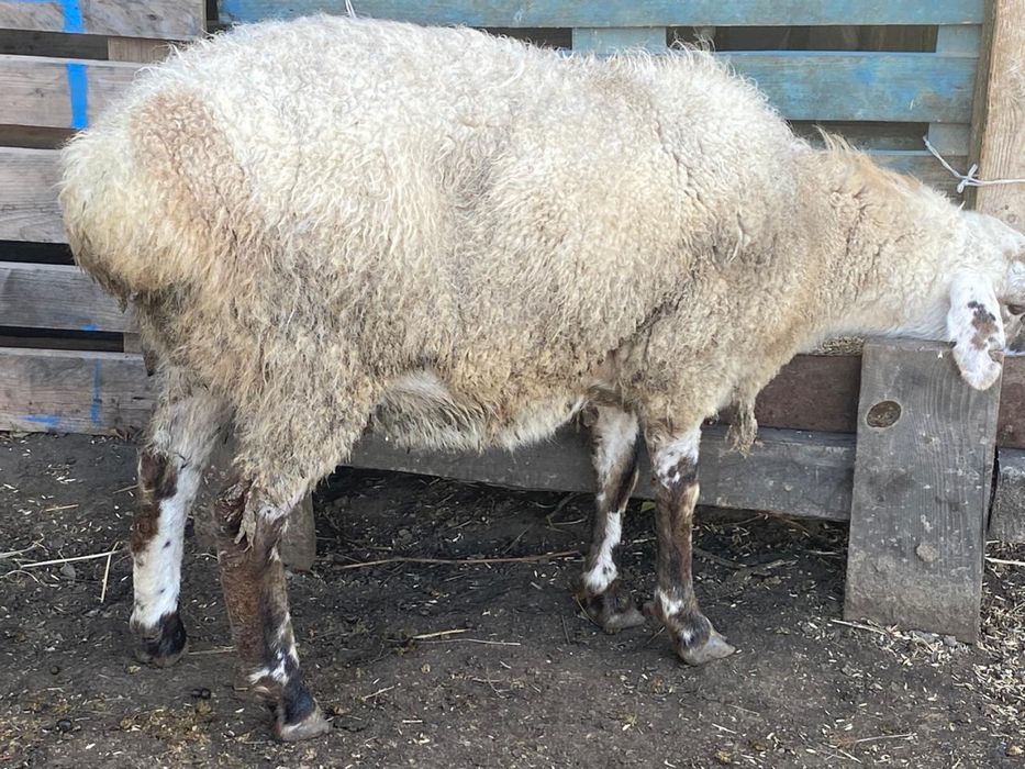 Продам барана кошкар