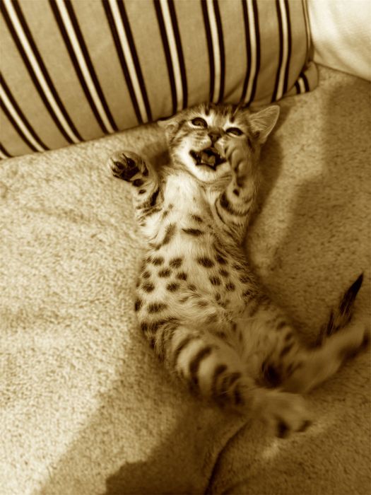 Малка снежна бенгалка 8 седмична