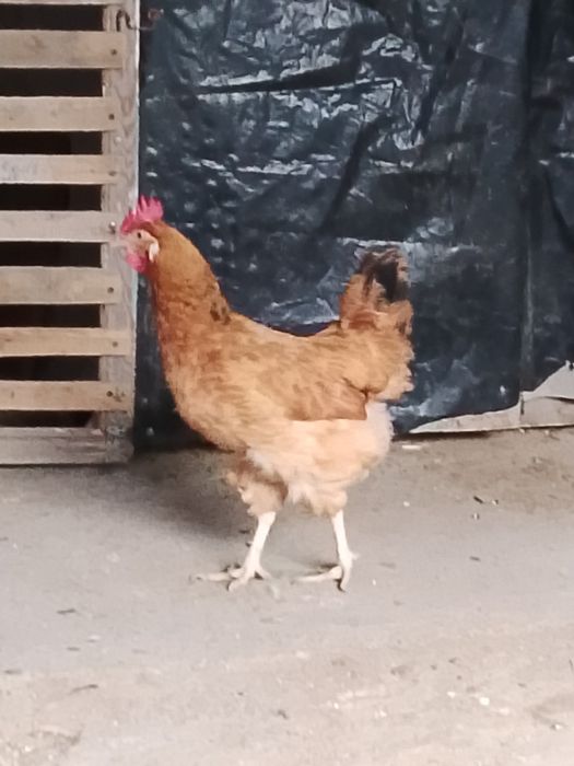 Кученские тауык сатылады