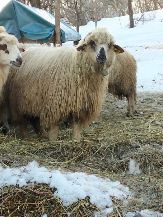Vând 6 noatine și un berbecuț breaz