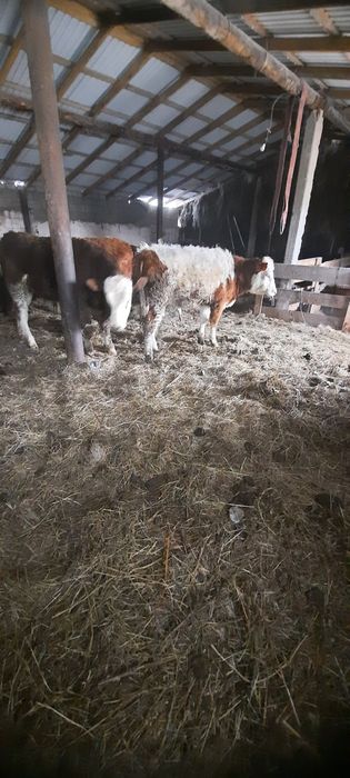 Продам с откорма! Кенжеколь