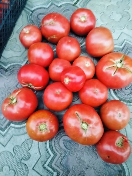 Продам помидоры домашние