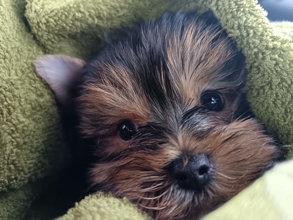 Чудесные малыши йорка