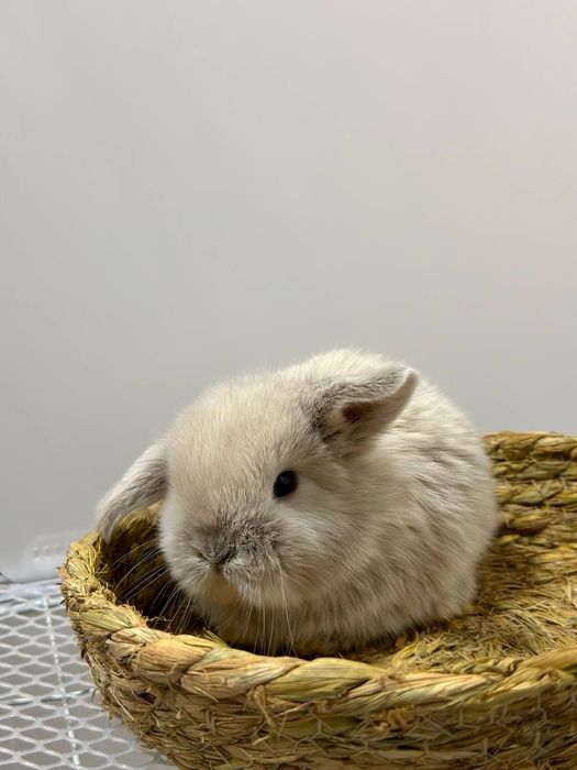 "Karlik Quyonchalari: Mehr, Go'zallik va Sadoqat!"

Siz oila a'zola