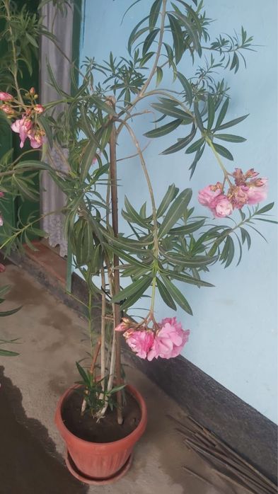 Растение. Цветы. Алиандра.