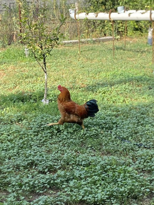 Продам петух Кучинский хороший