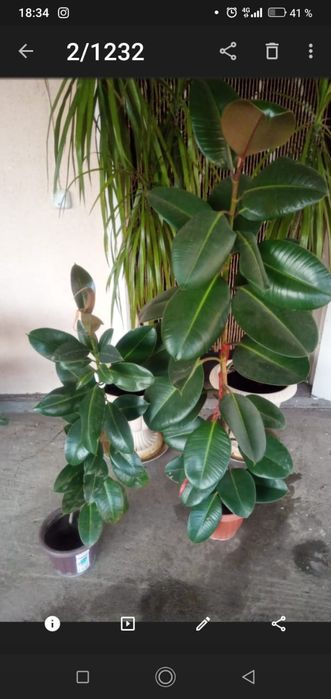 Породам комнатные цветы