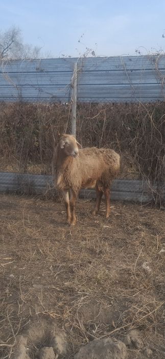 продам кошкара  за 250000т.