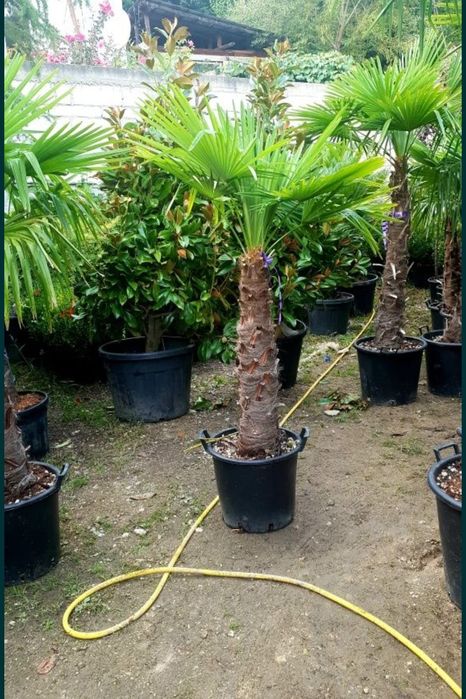 Vând palmieri trachycarpus fortunei rezistenți la îngheț