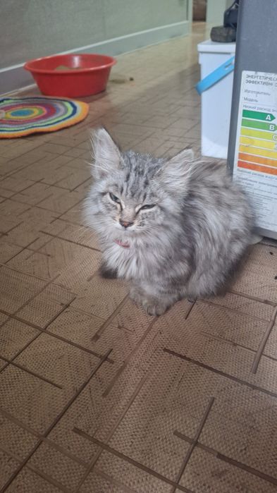 Котенок метис найден