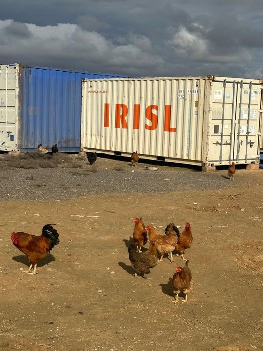 Ассалаумағалейкум