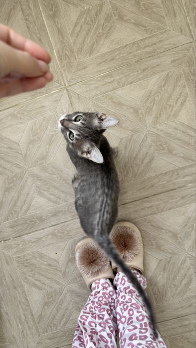 Отдам котенка в хорошие руки