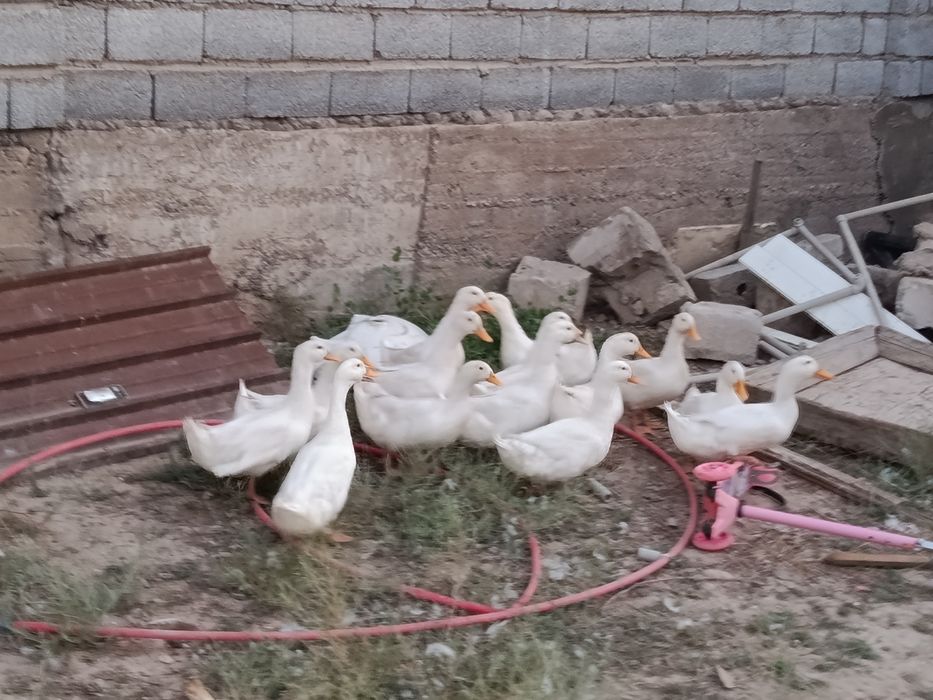 Продается утятя.