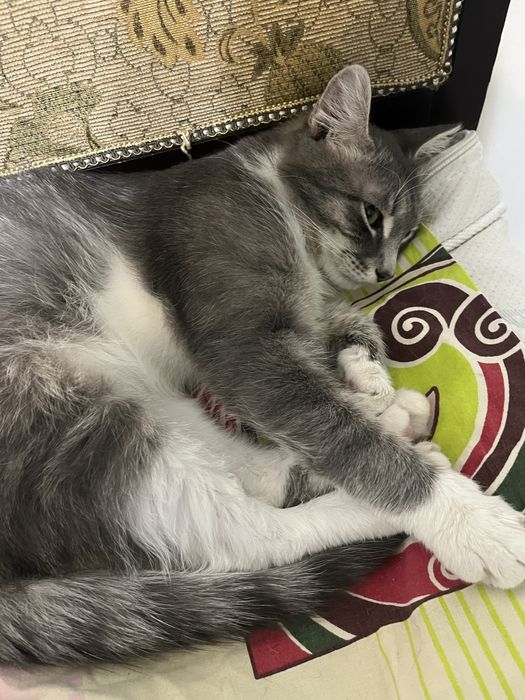 Отдам в хорошие руки кота