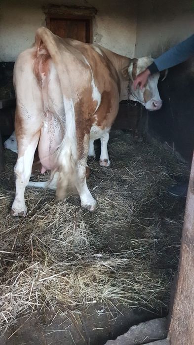 Vaca cu viteza de vanzare