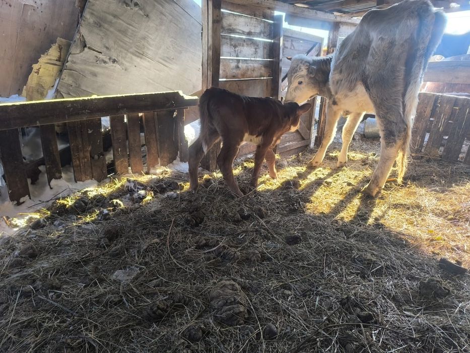 Продам телят 2 недели