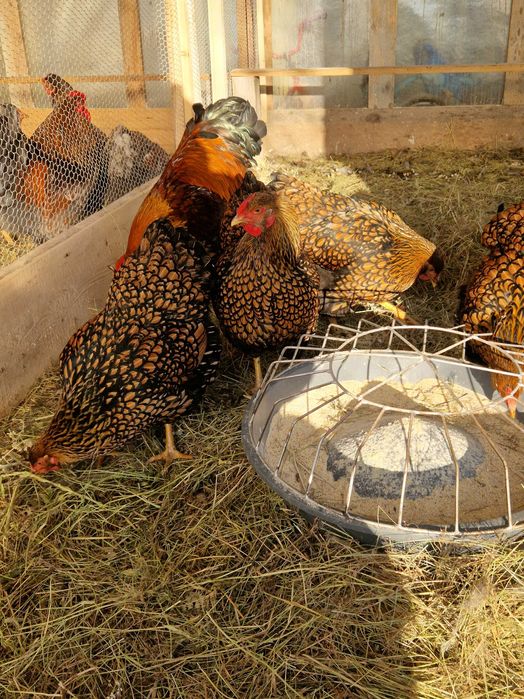 Oua de incubat găina