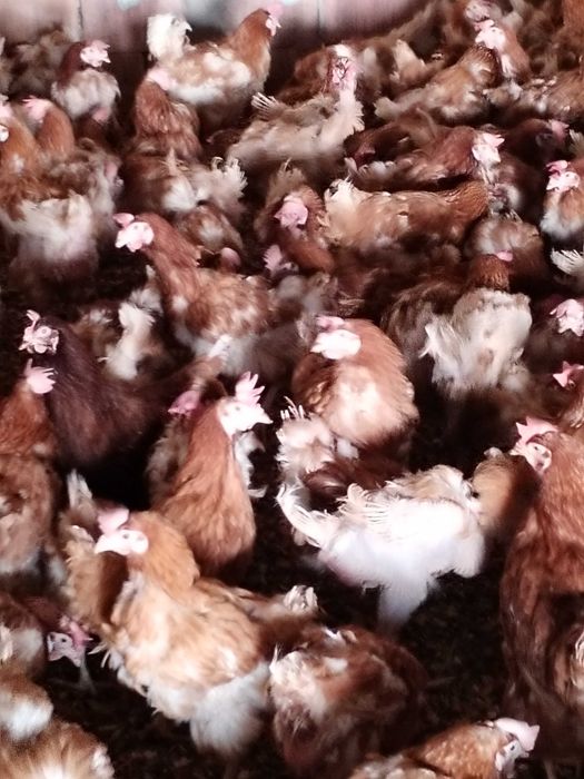 Gaini si puicute de ouă crescute la sol