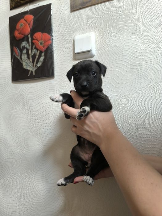 Две радостных пиратки!