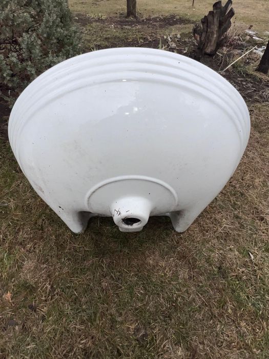 Раковина тюльпан