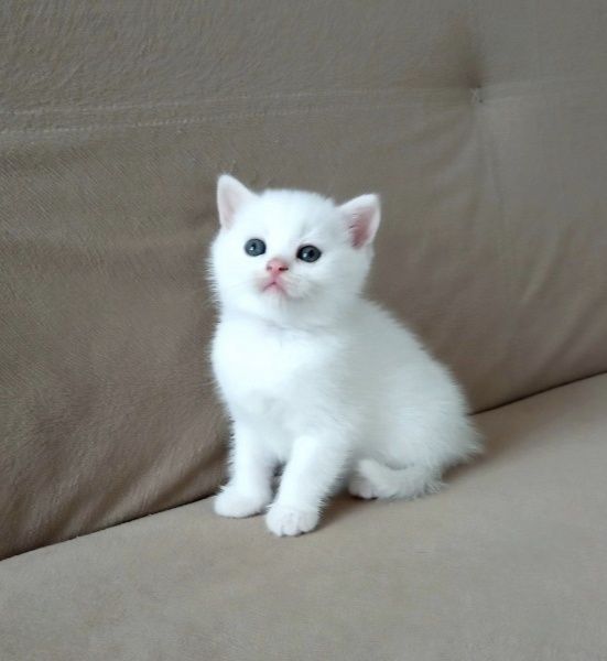 Белоснежные Британские котята
