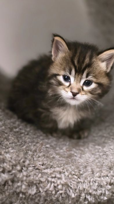 Очаровательные котята мэйнкуны