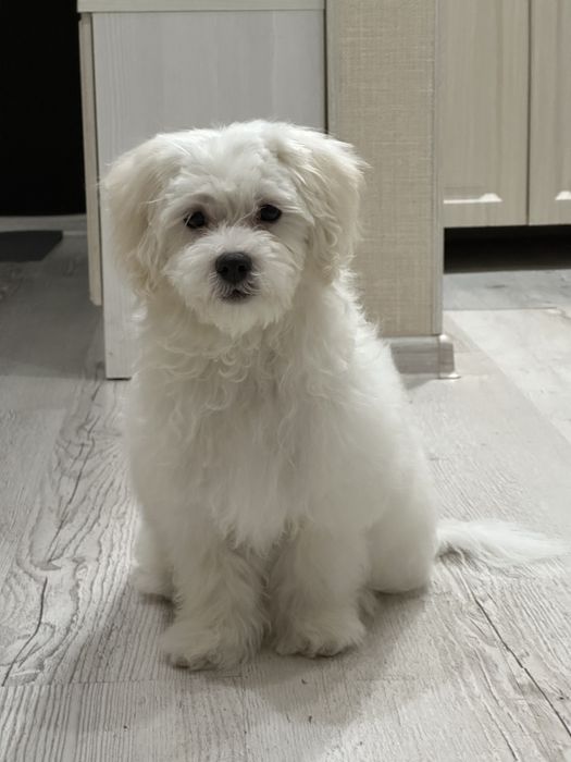 Мальтипу 4 месяца