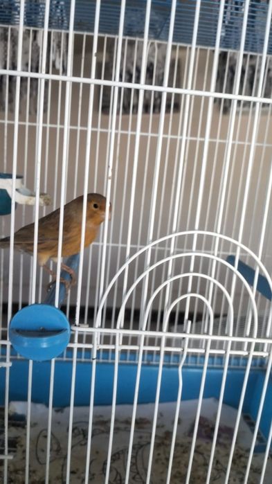 Канарейки перепелки шеглы соловьи