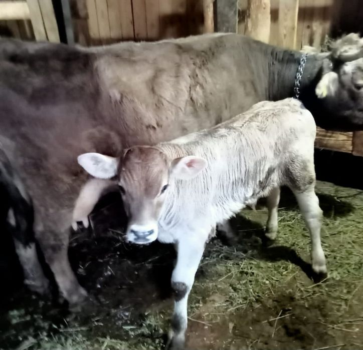 Vand vaca fata recent si o iapa