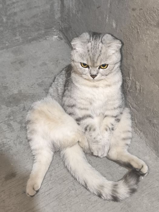 Mushuk scottish fold